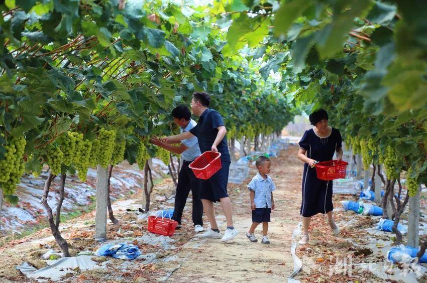 单机水果机无限币下载
